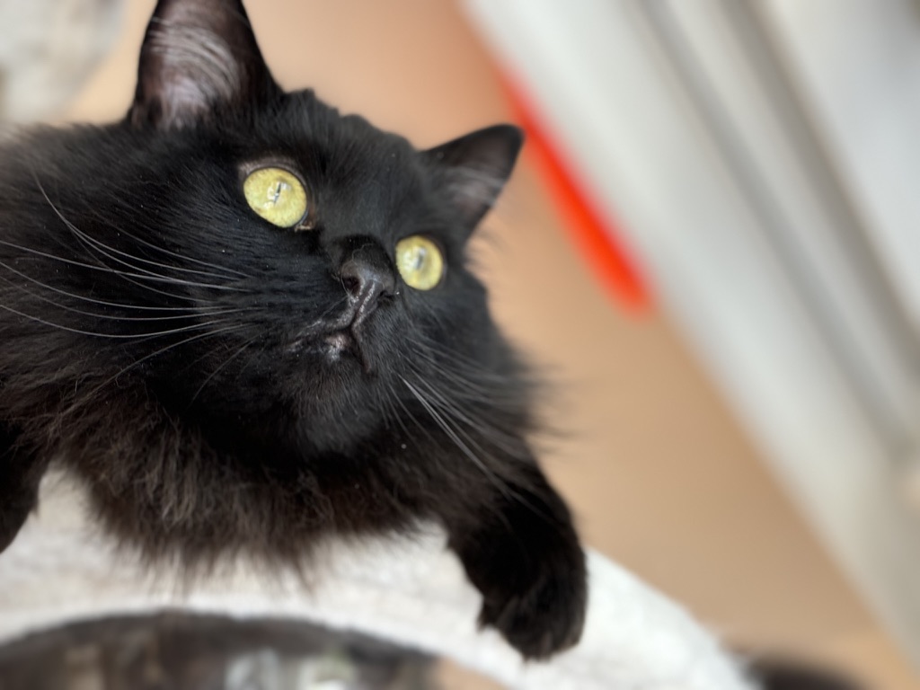 一緒に暮らす黒い猫