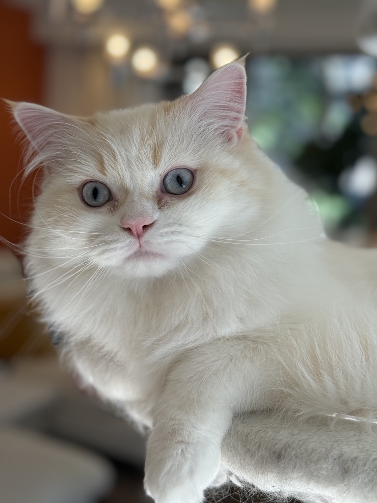 一緒に暮らす白い猫